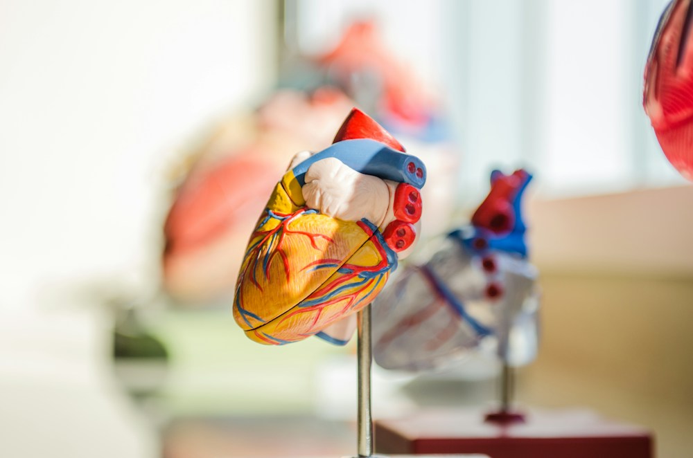 Anatomski model srca