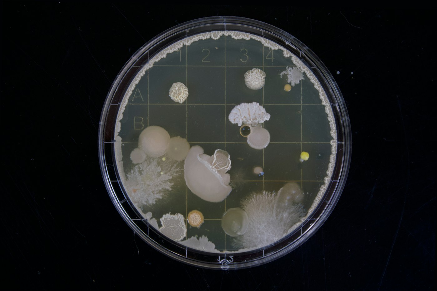 Laboratorijska petrijeva šolja na tamnoj podlozi